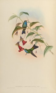 Eucephala caeruleolavata = ? - connu uniquement à partir du spécimen type du sud-est du Brésil; traité comme une espèce valide par Cory (1918) et Pinto (1937); Peters (1945) traité comme un hybride de parenté indéterminée